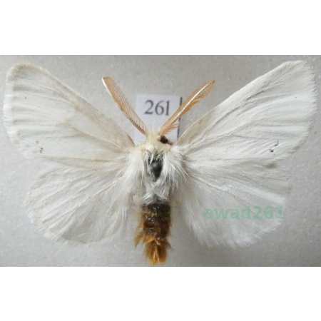 Euproctis chrysorrhoea (Linnaeus, 1758) male Kuprówka rudnica Czech26l